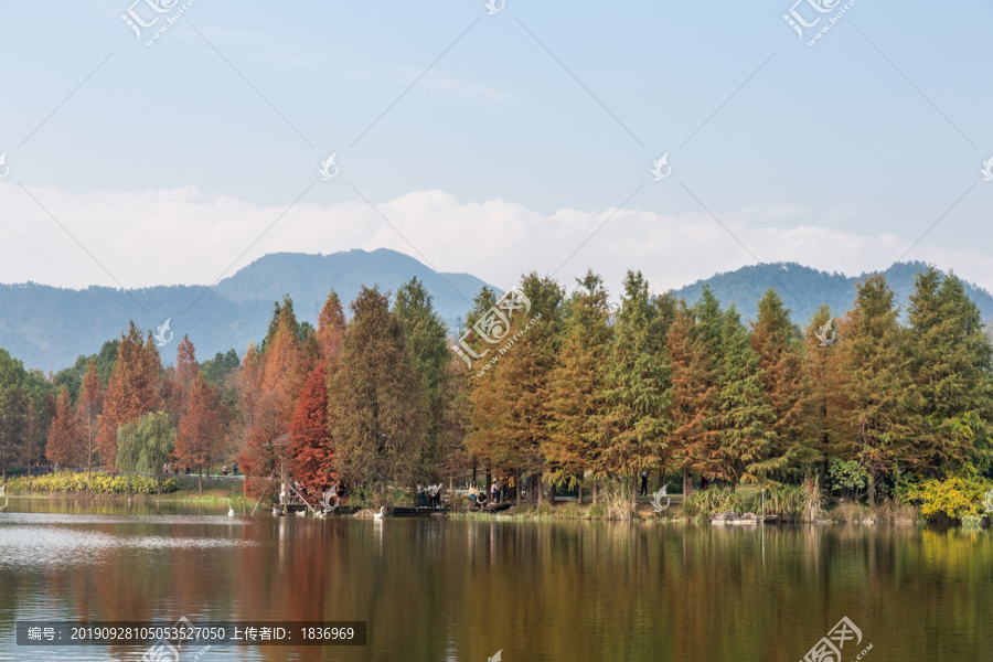 水杉树