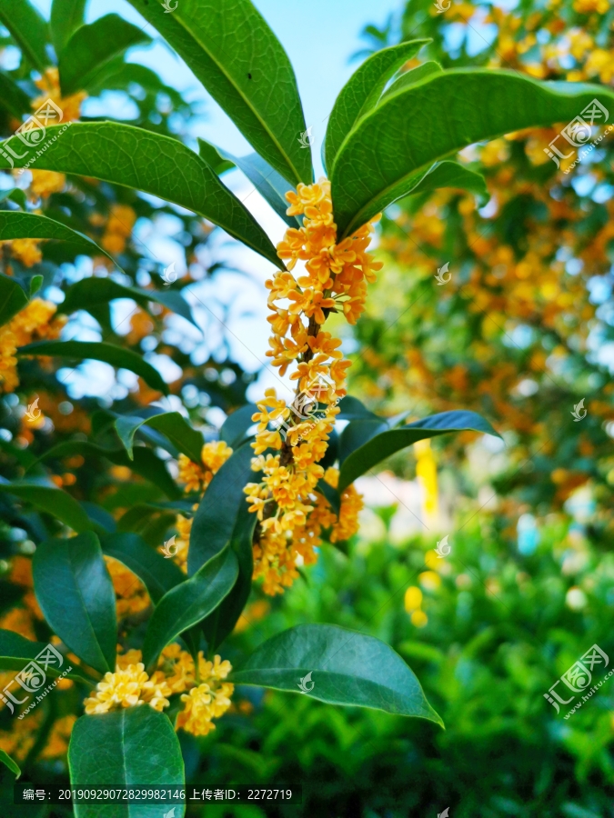 桂花树枝