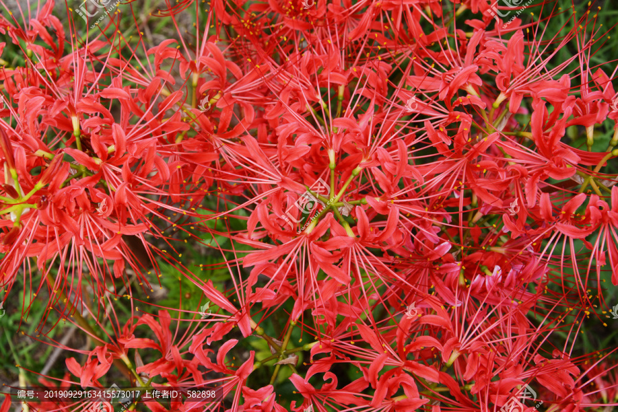 花开如火