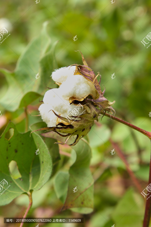 成熟棉花