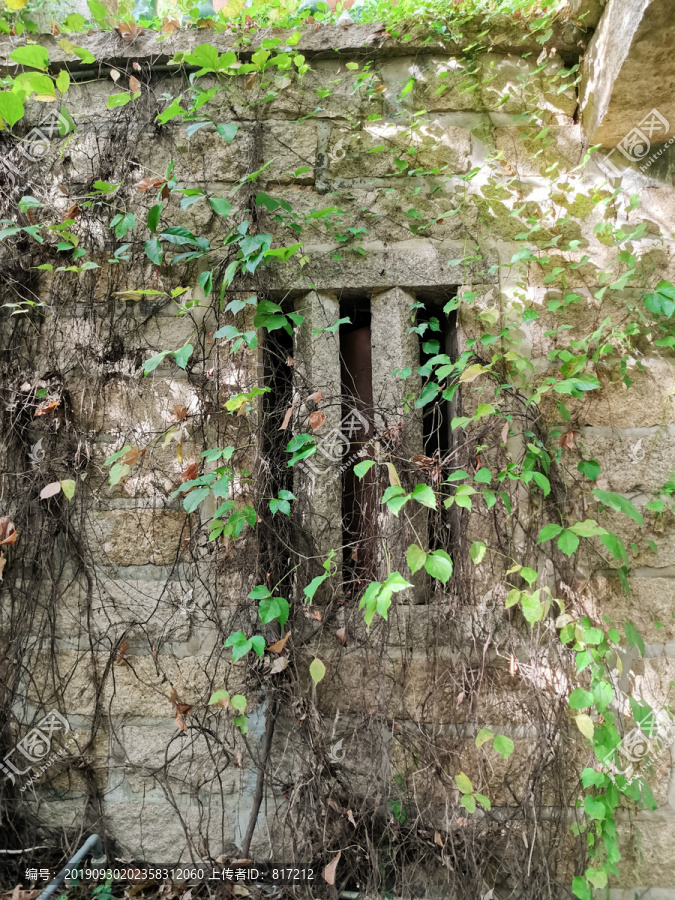 长满植物的老房子窗户