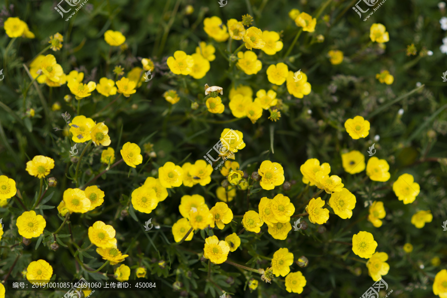 山花