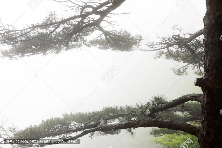 黄山松