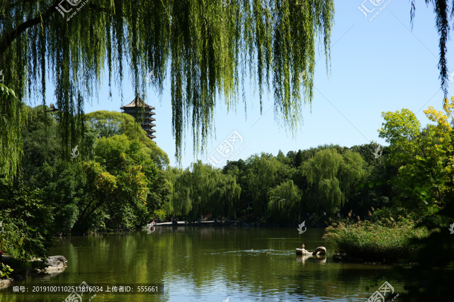 北京大学翻尾石鱼