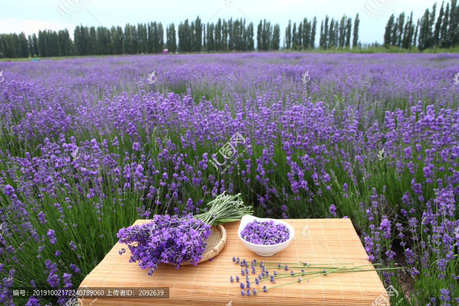 新疆伊犁薰衣草花田薰衣草产品