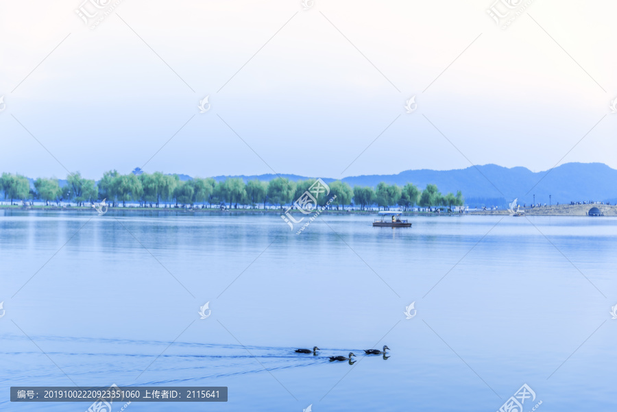 杭州西湖自然风光水中野鸭