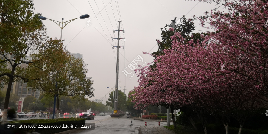 雨中的桃花