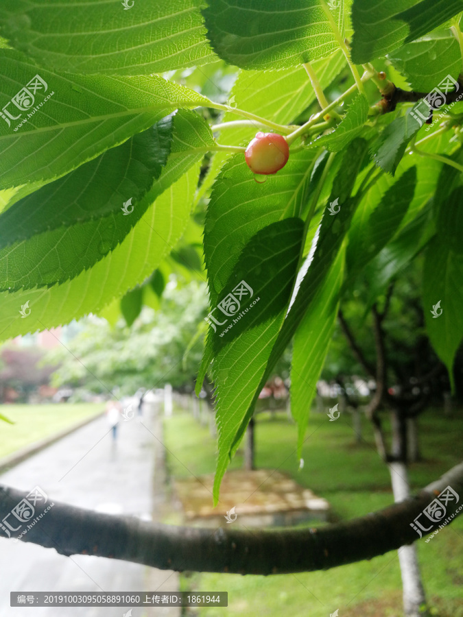 樱树