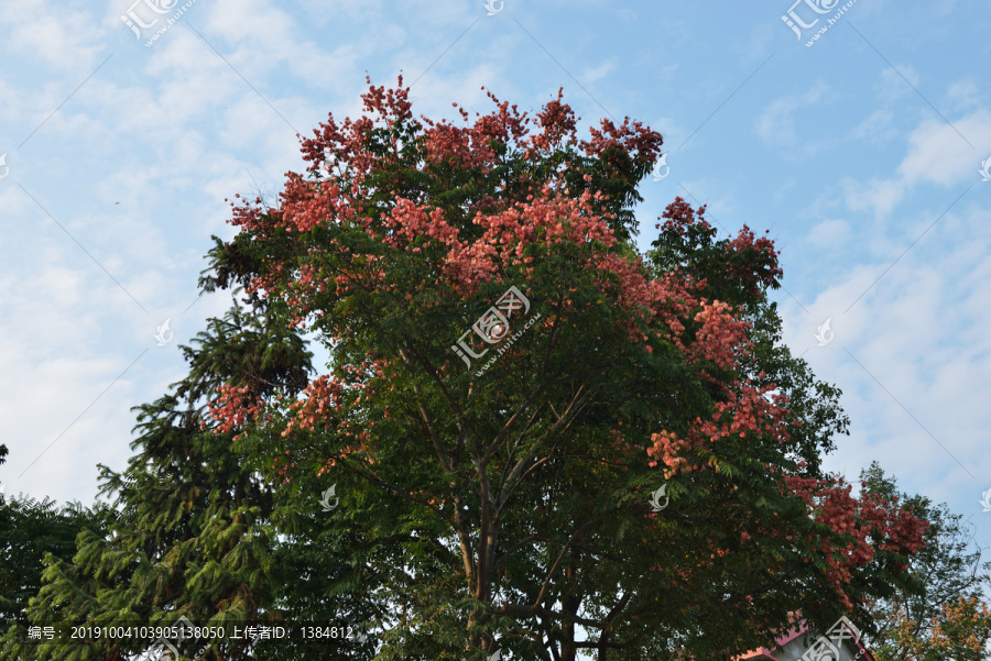 仰拍楠树花