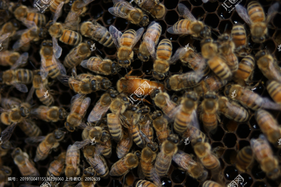 蜜蜂与蜂王