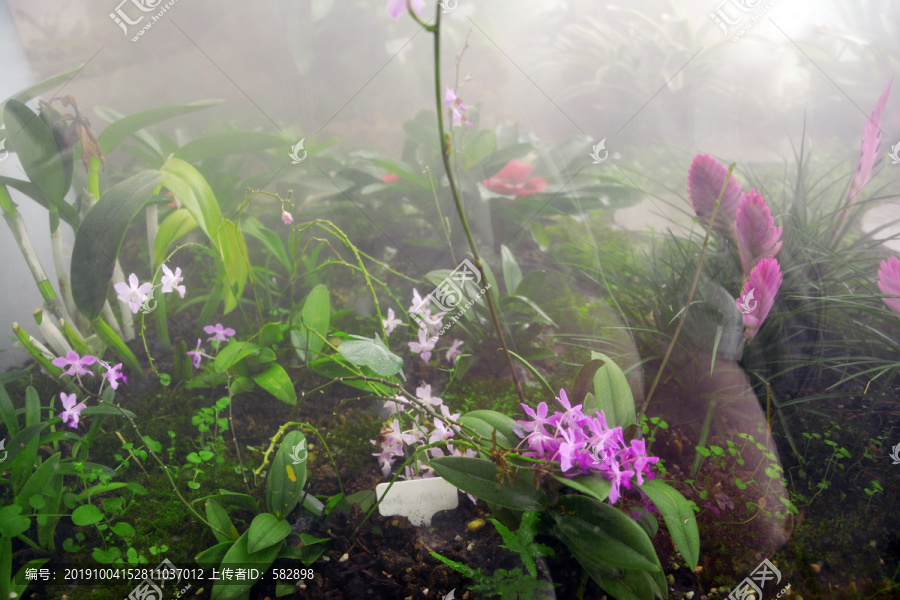 雾气弥漫的花丛