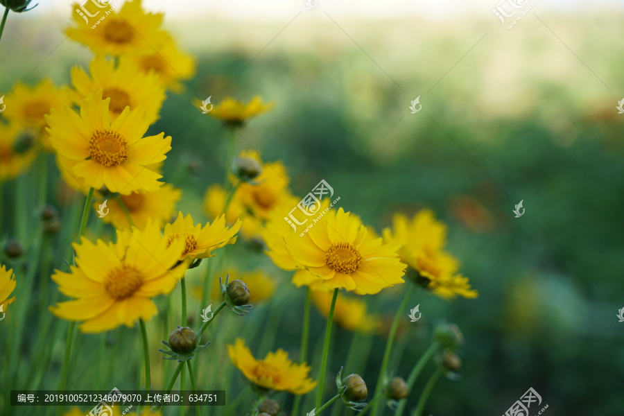 梦幻风格的黄色花丛