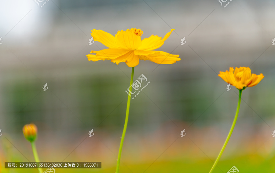 黄色小菊花特写