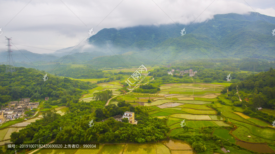 田野