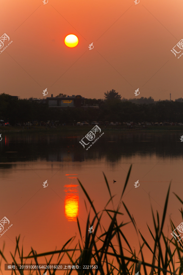 长满芦苇的湖边日落