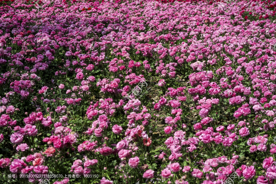 花海