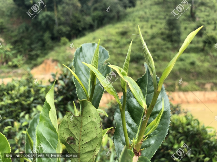 普洱茶芽