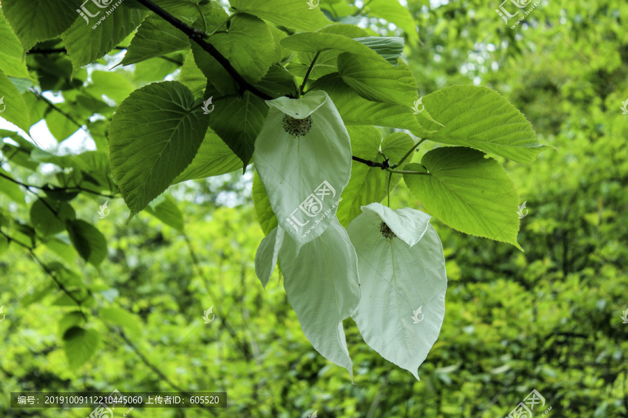 鸽子花