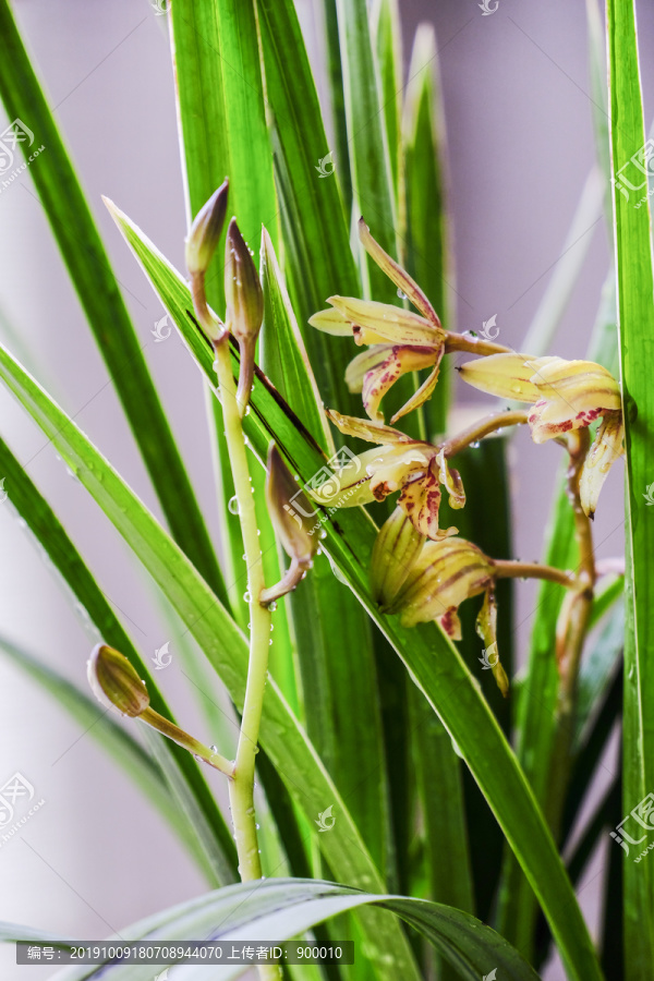 兰花小桃红