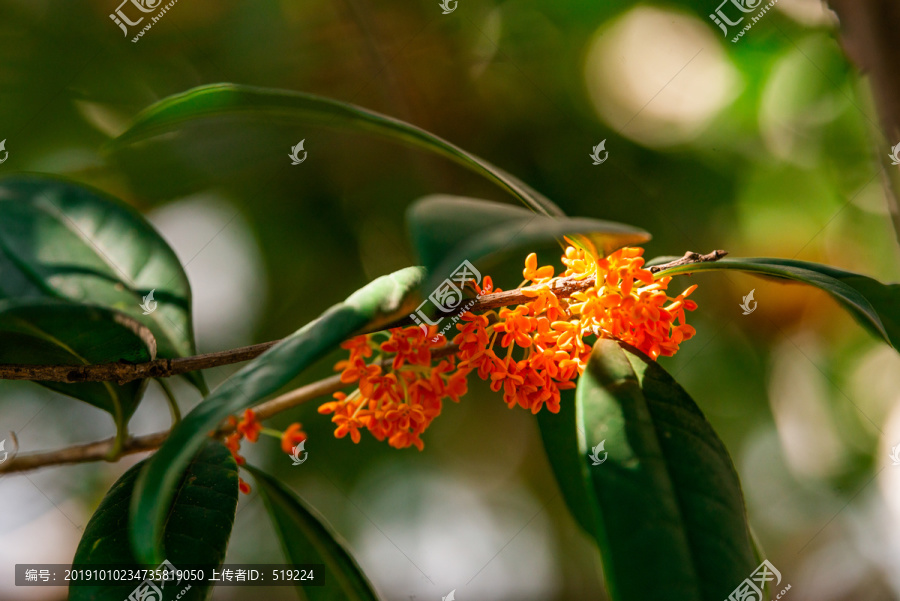 桂花树