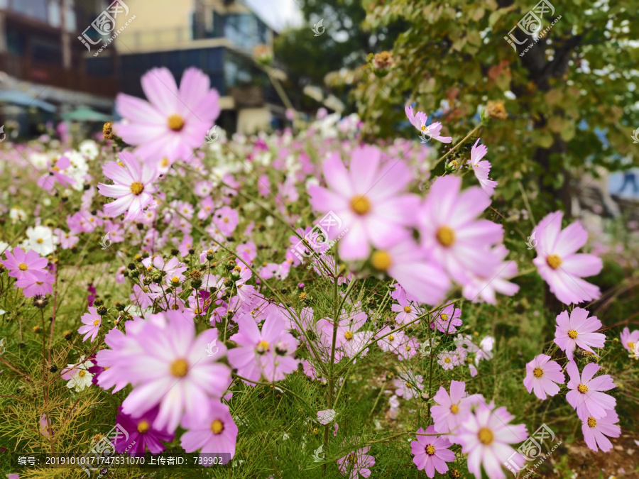 格桑花