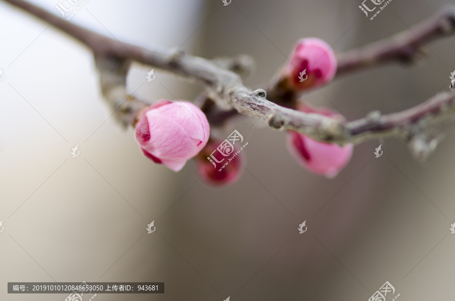 桃花枝上桃花和花苞