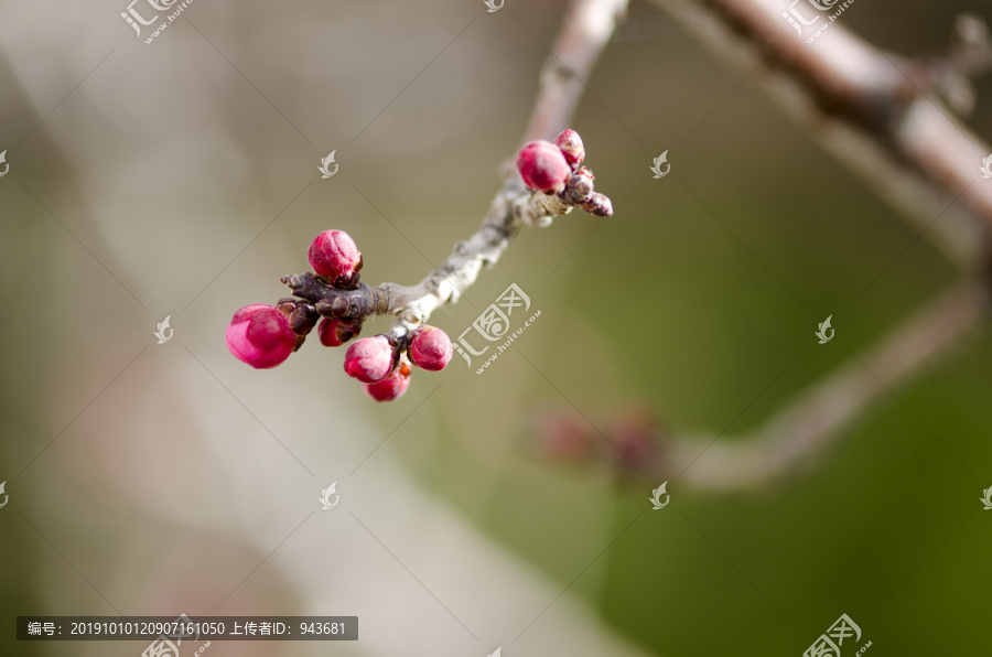 桃花枝上桃花和花苞