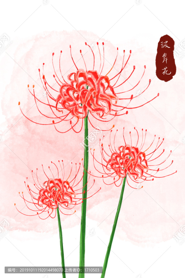 彼岸花插畫古風