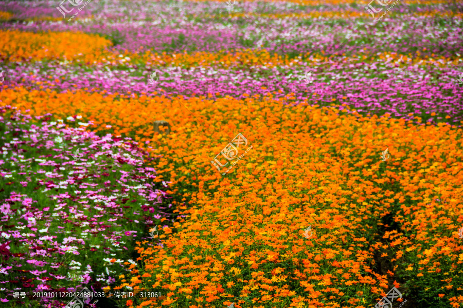 花海