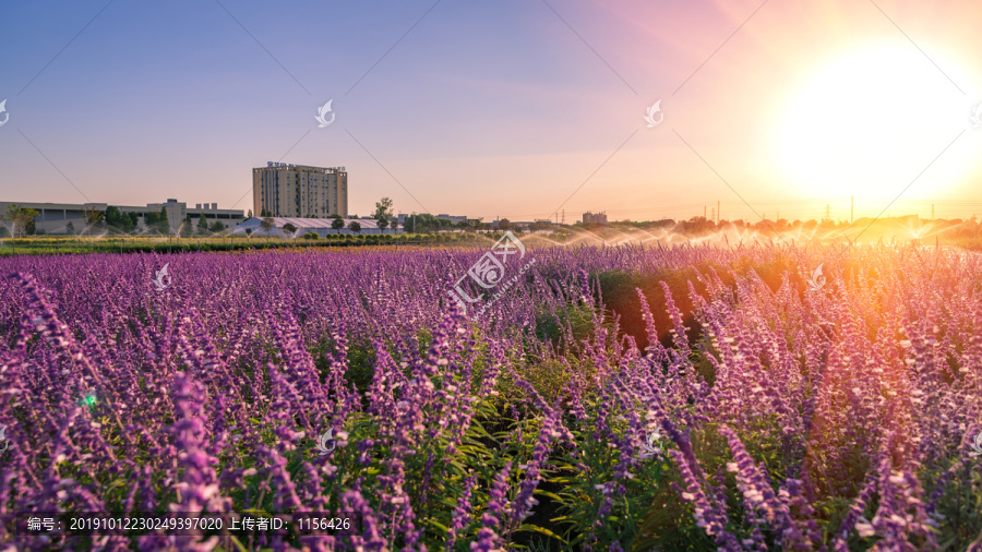 唯美花海背景