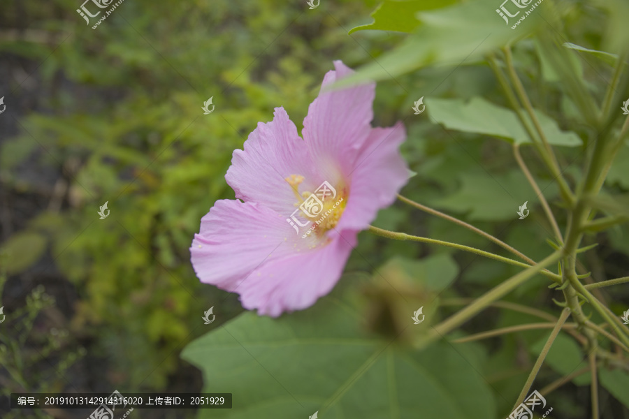 粉红色野花