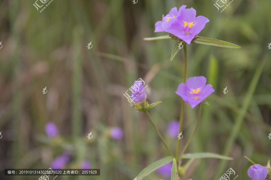 粉红色野花