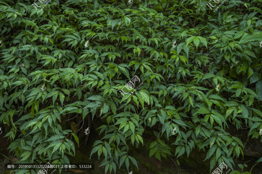 植物