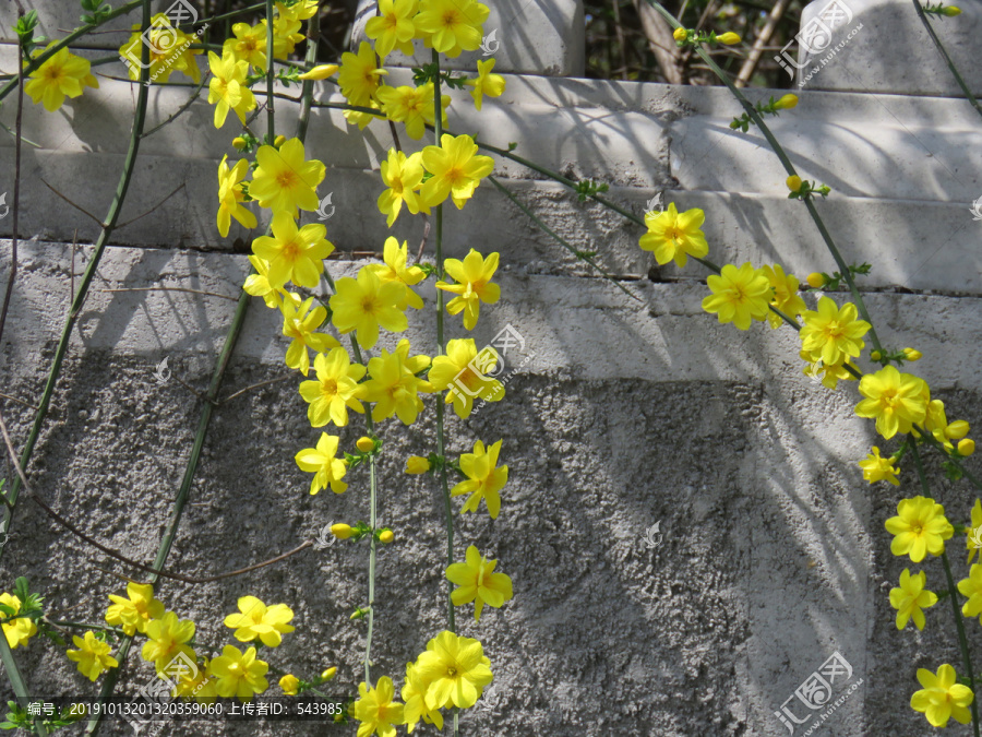 迎春花