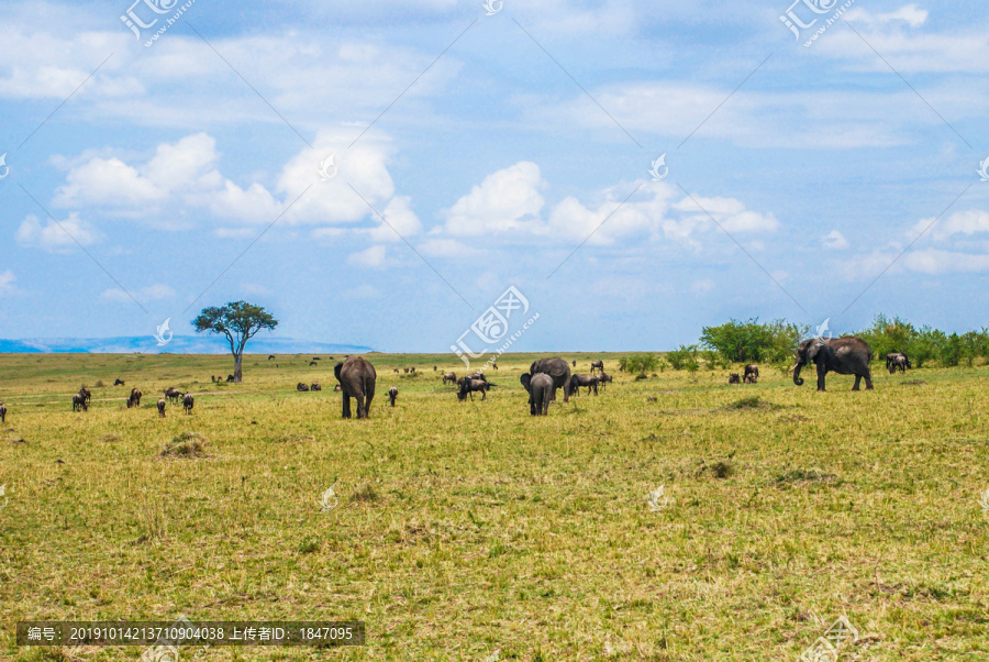 非洲草原动物世界