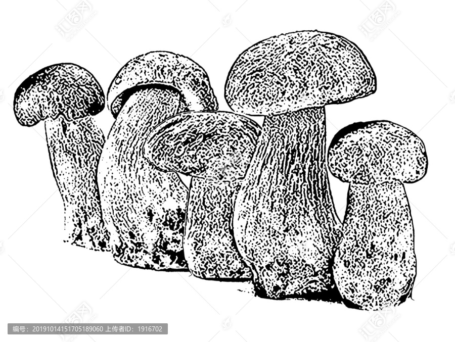 蘑菇线条