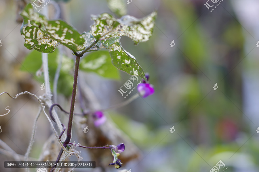 豆角花