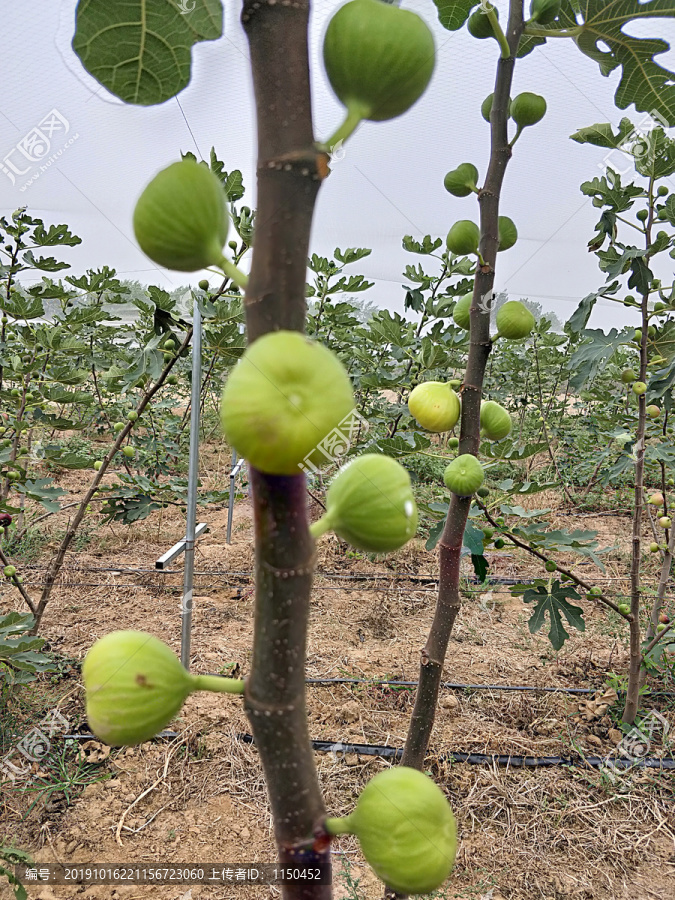 美味无花果