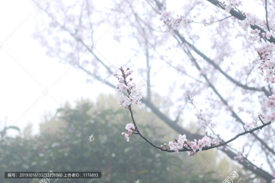 细雨中的樱花