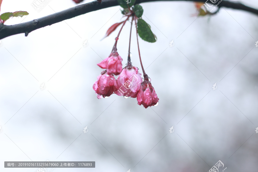 细雨中的樱花