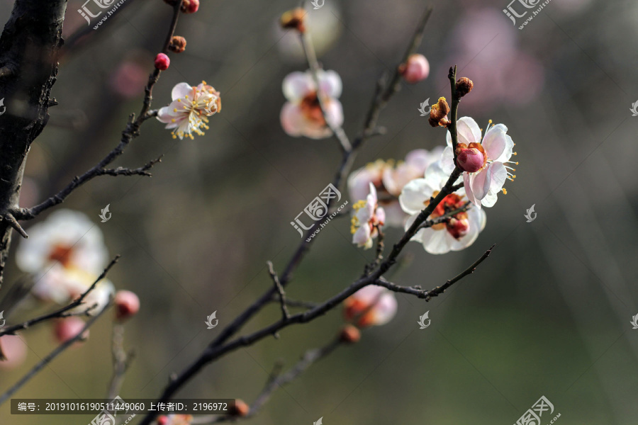 红梅花开