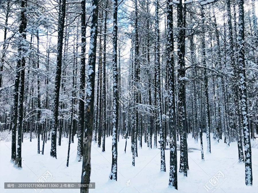 雪后的松林