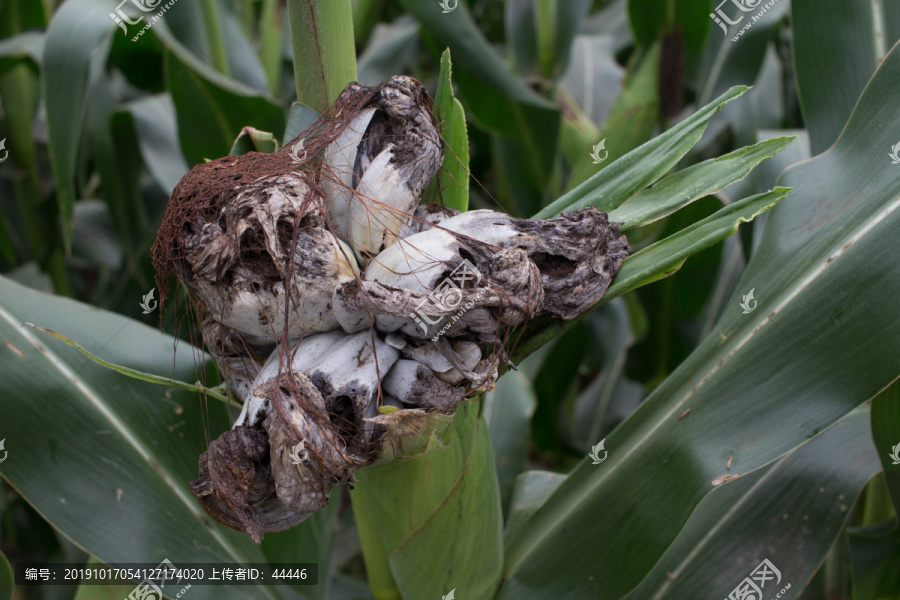 玉米黑粉菌