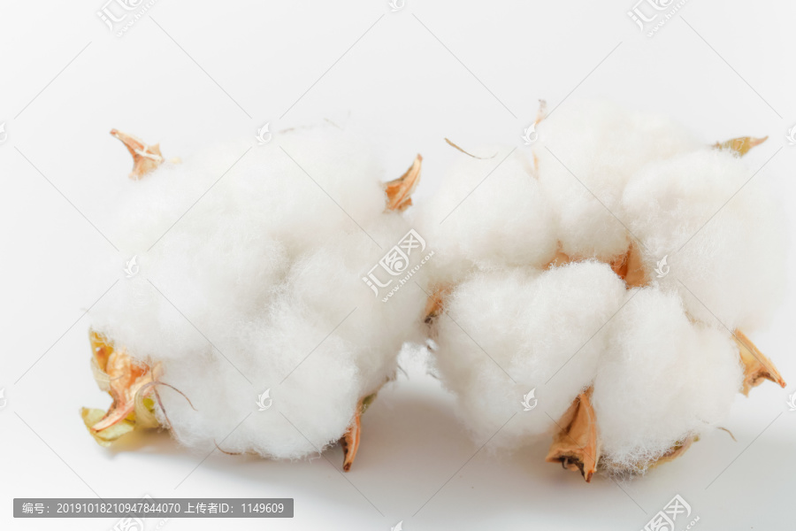 新疆长绒棉花