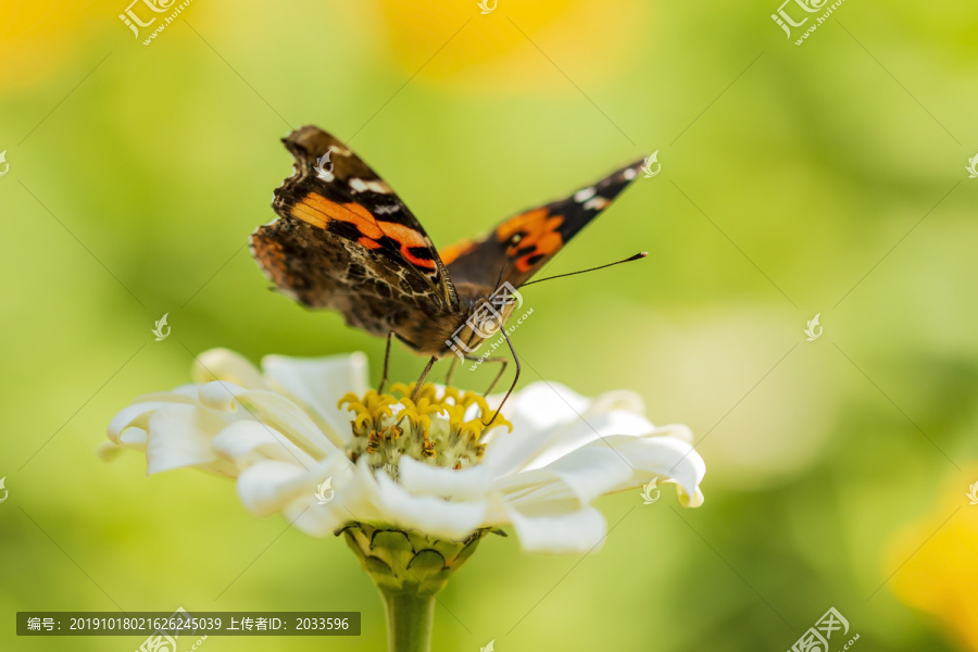 在白色百日菊花上采蜜的大红蛱蝶