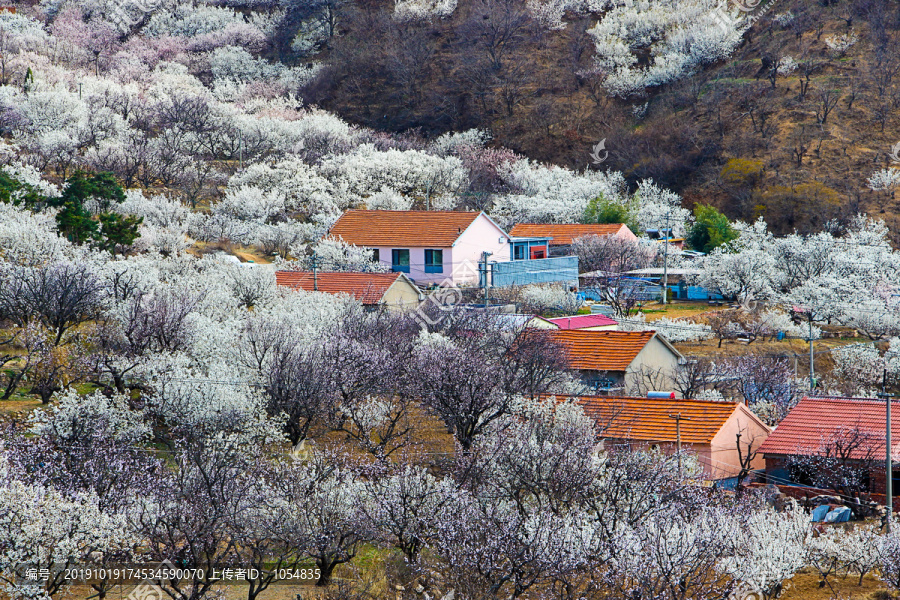 山谷樱花开