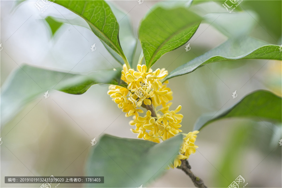 一簇桂花