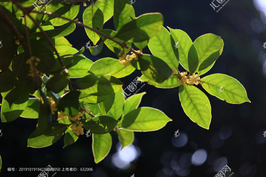 桂花