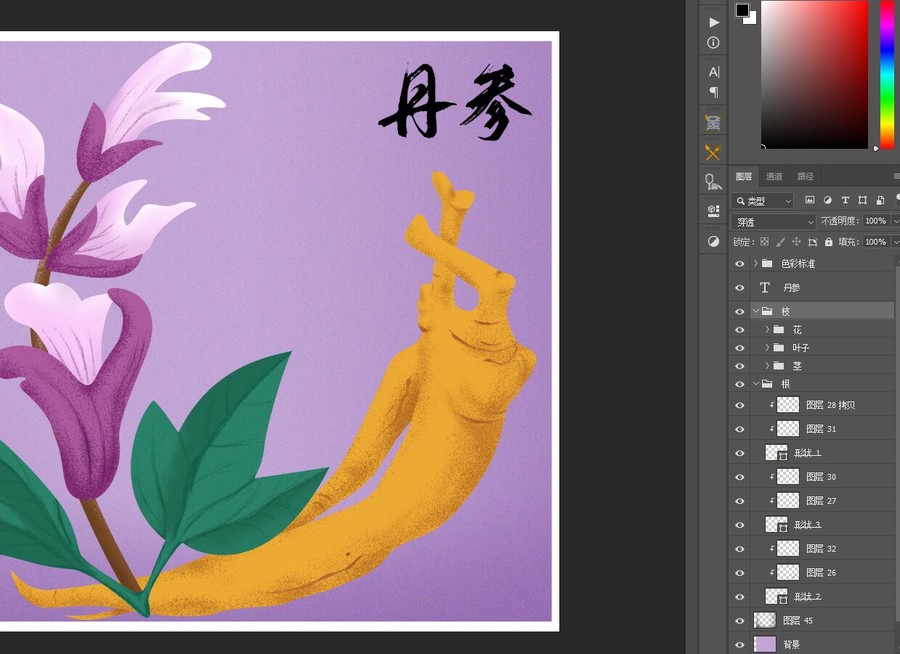 丹參插畫