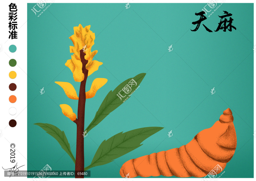 昭通天麻插畫